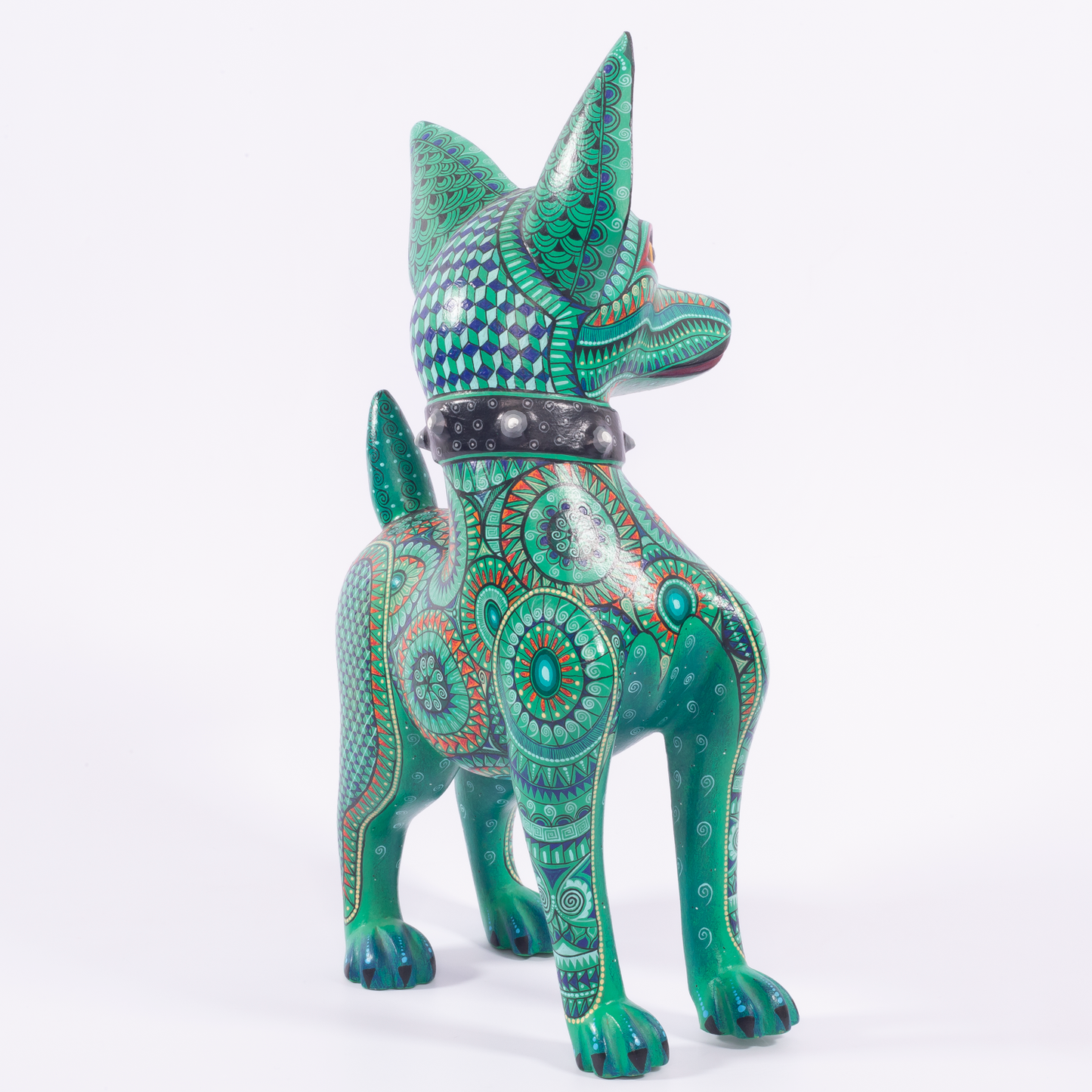 PERRO CHIHUAHUA CON COLLAR